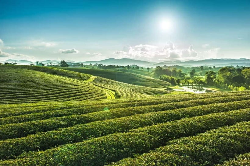 Chiang Rai: 7 Major Sites, Golden Triangle & Tea Plantation - Wat Rong Khun, Chiang Rai’s White Temple