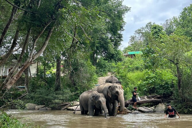 ChiangMai 1DayTour:Elephant Sanctuary,king&queen pagoda,waterfall - Meeting the Karen Hill Tribe guides