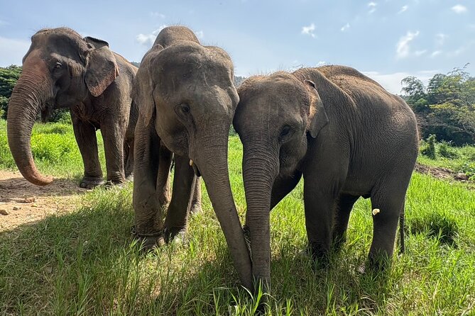 Chiangmai Half Day Visit and Wildlife Experience - Key points to know before booking