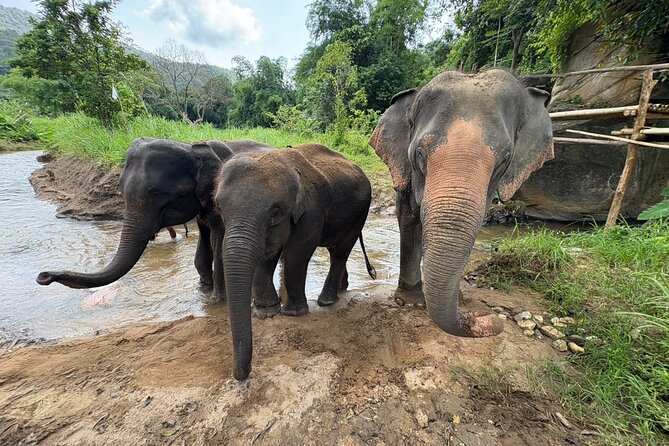 Chiangmai Half Day Visit and Wildlife Experience - A cooperative built around elephant rescue