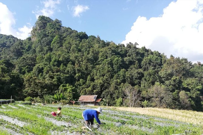 Doi Inthanon Day Trip:Twin Pagodas,Soft Hiking,Coffee Plantation - Lunch and the small-group setup