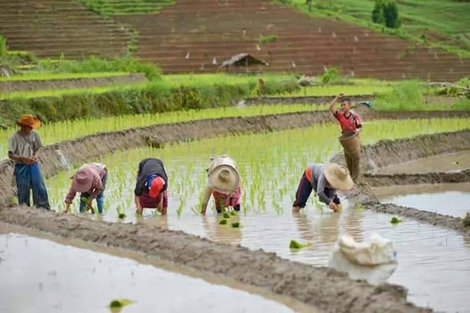 Doi inthanon National Park + 2Hour Fantastic Trekking with Lunch - The Hmong market in ten minutes