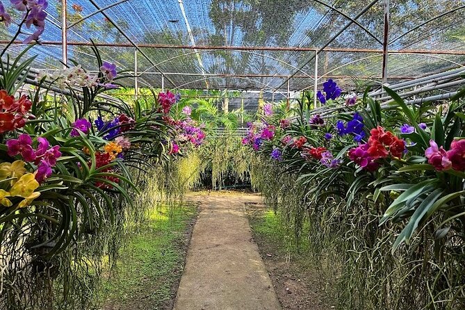 Doi Suthep Temple, Pha Lat Temple, Sticky Waterfall, Orchid farm - Bua Thong Sticky Waterfall and limestone grip