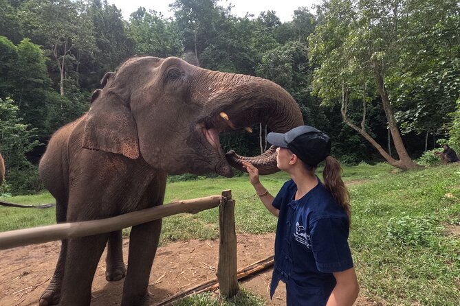Elephant care program at CHIANGMAI ELEPHANT CARE - Key points at a glance
