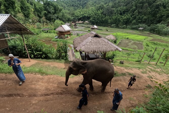 Elephant care program at CHIANGMAI ELEPHANT CARE - The $52 question: what you are really paying for