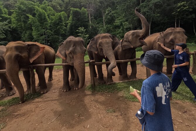 Elephant care program at CHIANGMAI ELEPHANT CARE - Learning how elephant care works