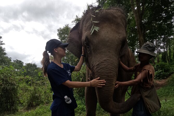 Elephant care program at CHIANGMAI ELEPHANT CARE - Meeting the rescued elephants