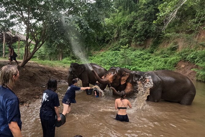 Elephant care program at CHIANGMAI ELEPHANT CARE - Lunch in the countryside