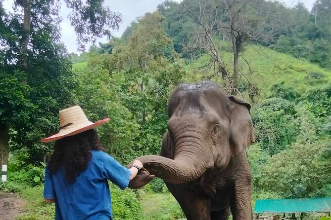 Elephant Experience and Hidden Jungle Waterfall Chiang Mai - Why the elephant encounter is the main event