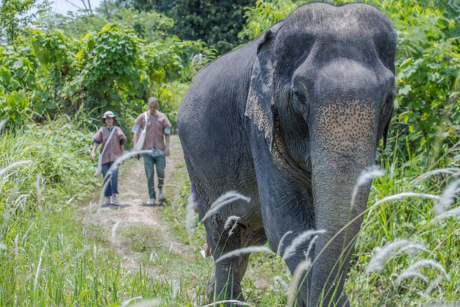 Elephant Sanctuary Small Group Tour in Phuket - Why this Phuket elephant visit feels different