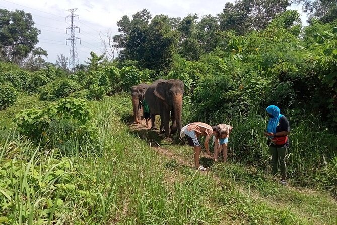 Elephant Sanctuary Small Group Tour in Phuket - Feeding, observing, and taking photos