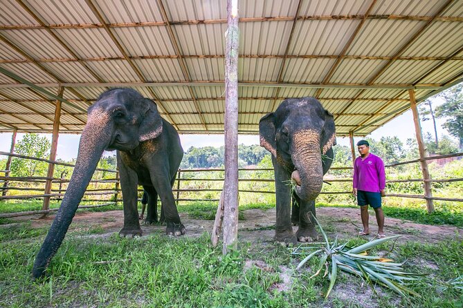 Elephant Sanctuary Small Group Tour in Phuket - Lunch and the final hour