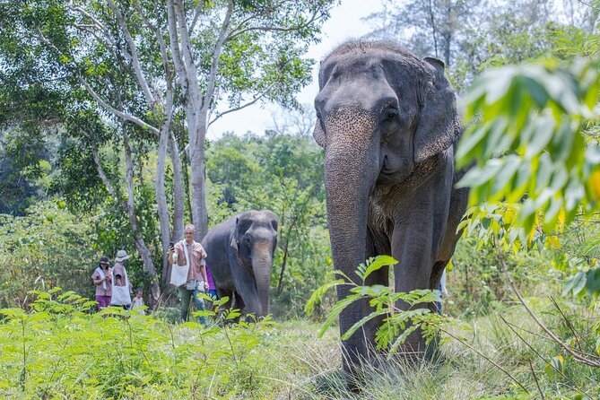 Elephant Sanctuary Small Group Tour in Phuket - Is $97.83 a fair price?