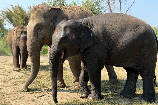 Elephant Sanctuary, Wat Ban Den & Sticky Waterfall - Pang Maidaeng and the elephant encounter