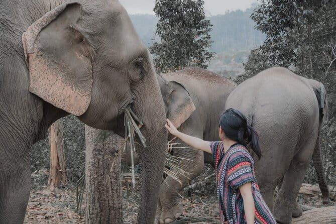 Elephant Sanctuary + Waterfall + Bamboo Rafting One Day Trip - Meeting the elephants at Mae Wang