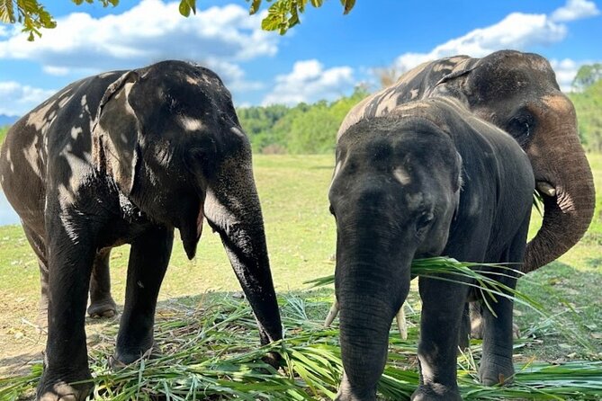 Erawan Waterfall and Elephant care from Bangkok -Private Tour - Key Points Before You Book