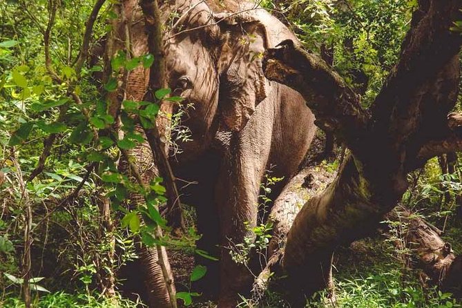 Erawan Waterfall and Elephant Care: Private Tour to Kanchanabur - Who will get the most from this tour?