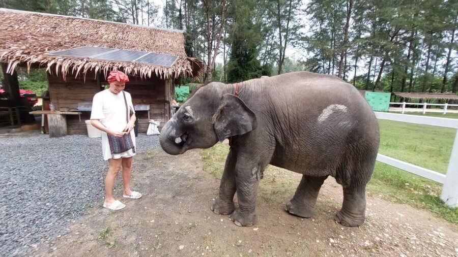 Ethical Elephant Sanctuary Experience in Khao Lak - Who Will Enjoy This Three-Hour Visit?