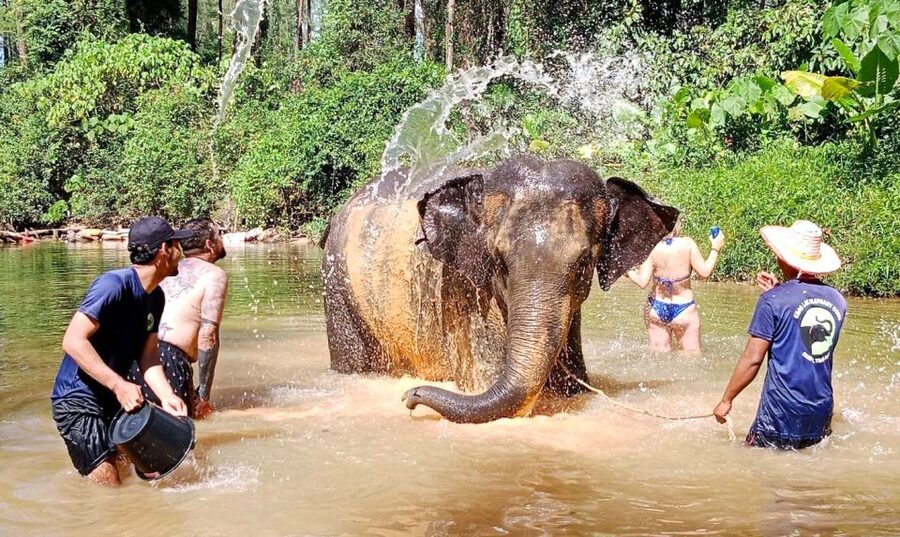 Ethical Elephant Sanctuary Experience in Khao Lak - Preparing the Herbal Supplement for the Elephants