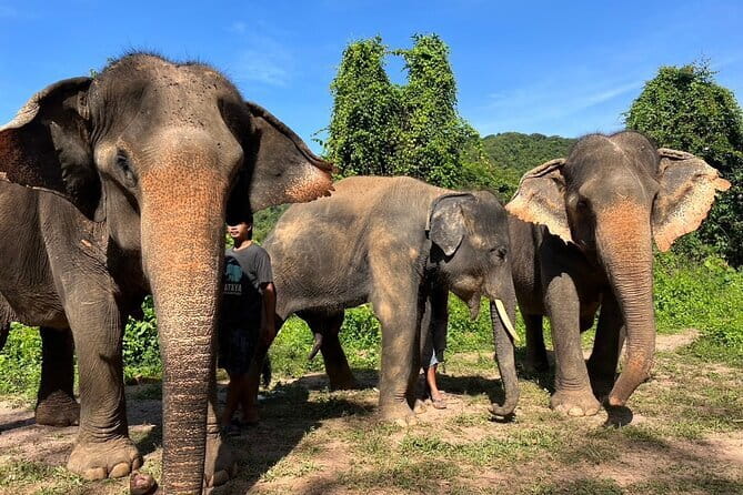 Ethical Elephant Watching Tour From Bangkok & Pattaya - What the sanctuary visit is trying to do