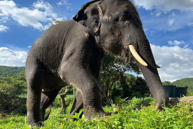 Ethical Elephant Watching Tour From Bangkok & Pattaya - Meeting the elephants and learning their stories