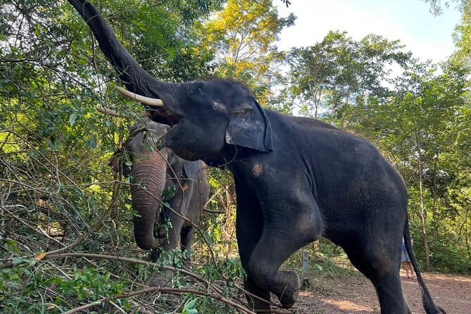 Ethical Elephant Watching Tour From Bangkok & Pattaya - A Thai lunch gives the day a useful pause