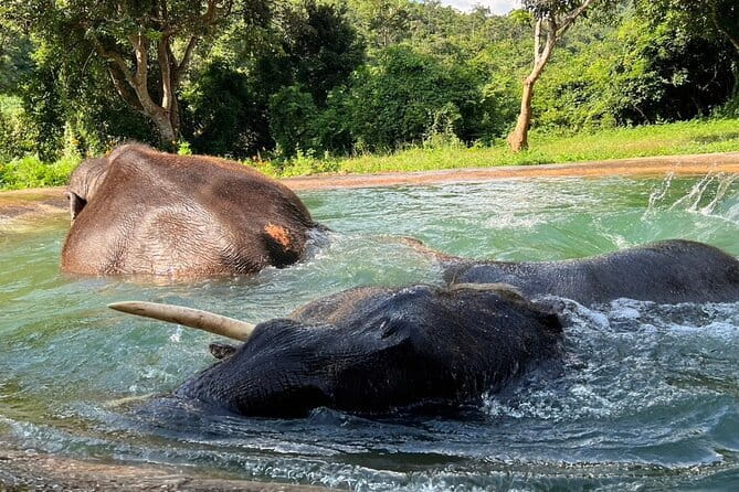 Ethical Elephant Watching Tour From Bangkok & Pattaya - Leaving Bangkok or Pattaya for the sanctuary