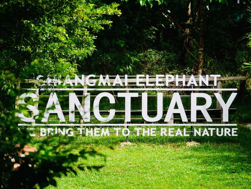 Exclusive experience half day with family giant animals - Meeting the elephants by hand