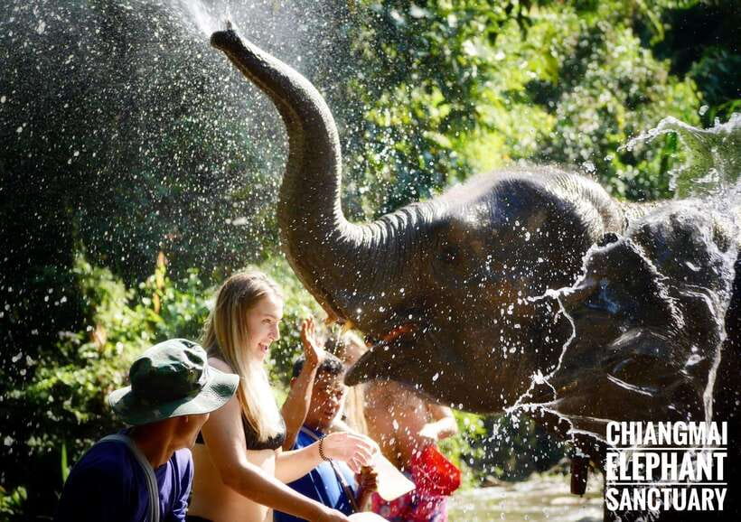 Exclusive experience half day with family giant animals - River bathing, swimming, and the welfare question