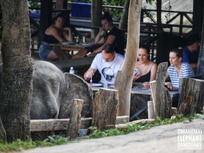 Exclusive experience half day with family giant animals - The waterfall walk without elephants