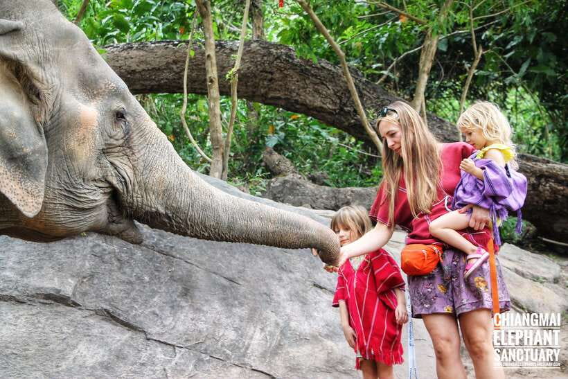 Exclusive experience half day with family giant animals - A traditional Thai lunch before the ride home