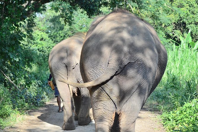 Experience Elephant Sanctuary + Sticky Waterfall - Key points at a glance