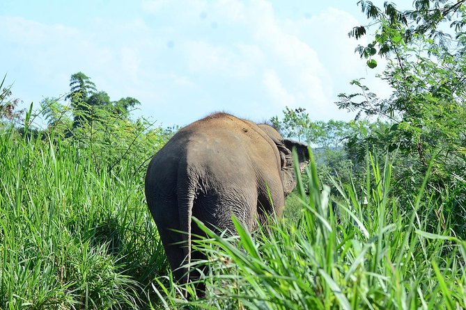 Experience Elephant Sanctuary + Sticky Waterfall - Meeting the rescued elephants