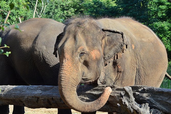 Experience Elephant Sanctuary + Sticky Waterfall - Feeding and bathing by the river
