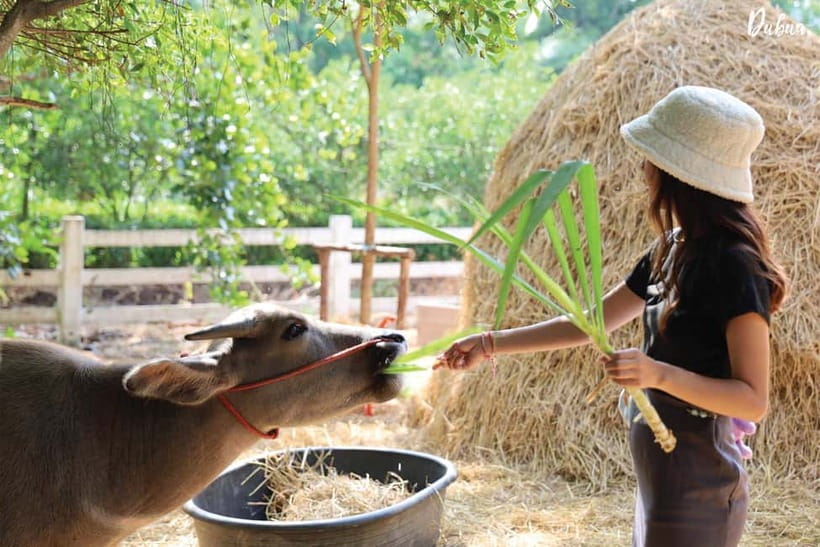 From Bangkok: Don Wai Market, Wat Samphran & Lotus Café Tour - Du Bua Café brings the pace down
