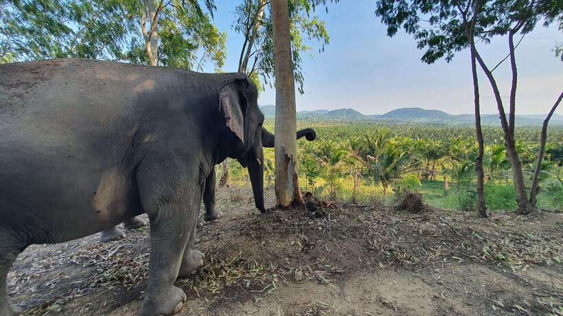 From Bangkok: Living Green Elephant Sanctuary Day Trip - The meal and the pause between activities