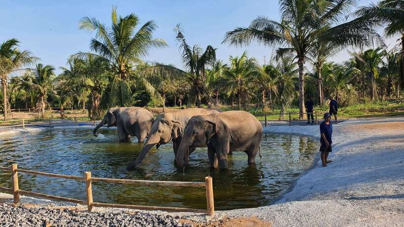 From Bangkok: Living Green Elephant Sanctuary Day Trip - Bangkok transport and the real timing