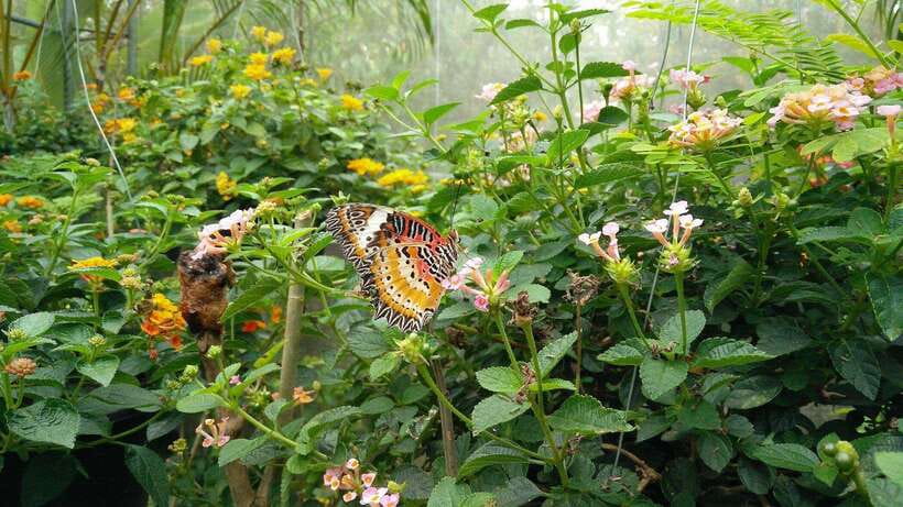 From Chiang Mai: Chiang Dao Cave & 5 Hill Tribe Villages - Orchids, Butterflies, and a Softer Change of Pace