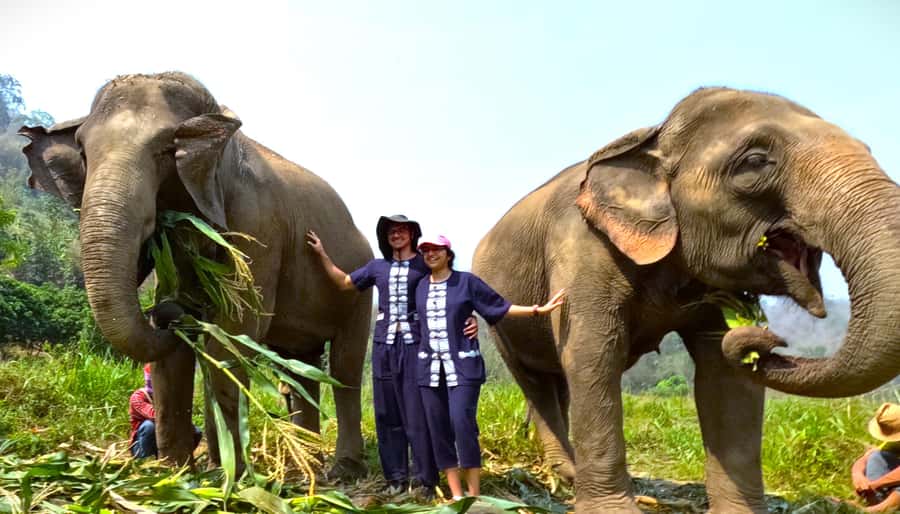 From Chiang Mai: Chiang Mai Elephant Care Morning Program - Key points to know before you book