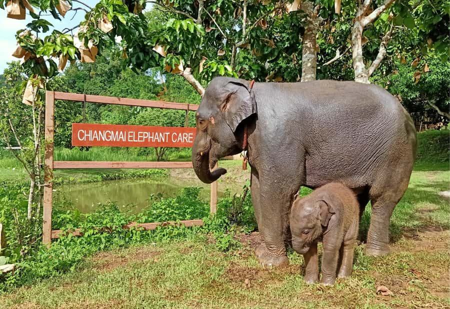 From Chiang Mai: Chiang Mai Elephant Care Morning Program - Who will enjoy this morning program?
