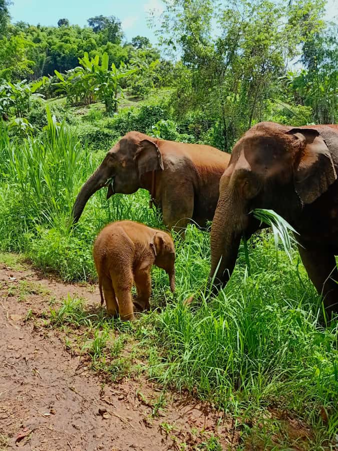 From Chiang Mai: Chiang Mai Elephant Care Morning Program - Feeding elephants, one banana at a time
