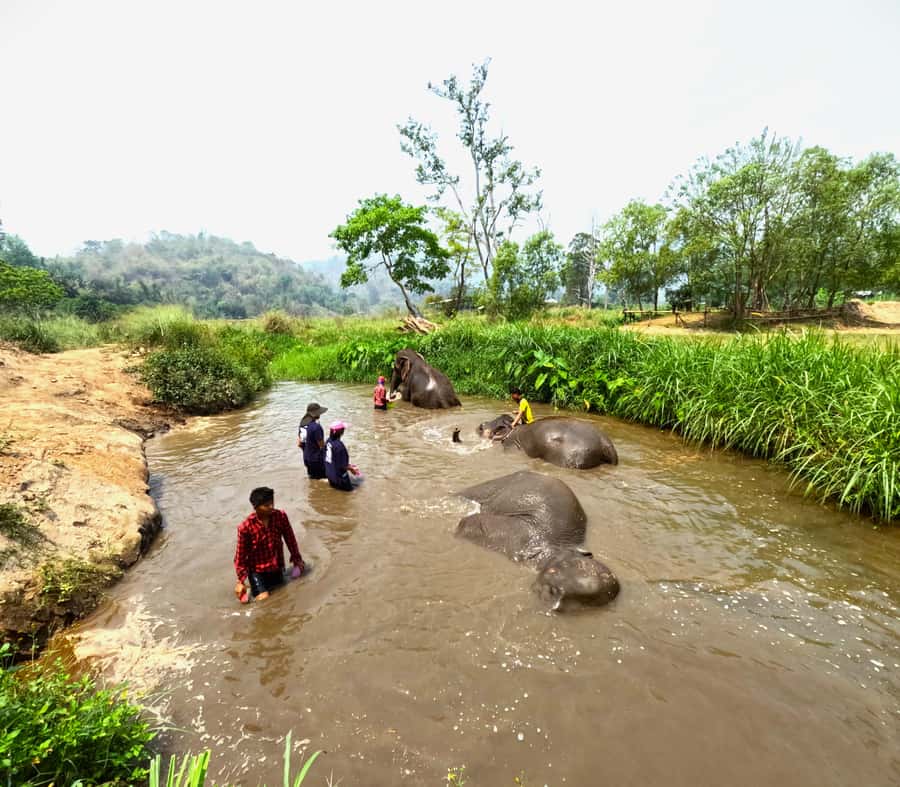 From Chiang Mai: Chiang Mai Elephant Care Morning Program - Washing and brushing beside the river