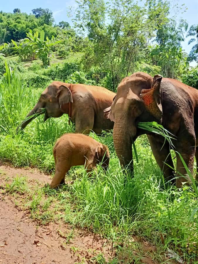 From Chiang Mai: Chiang Mai Elephant Care Morning Program - Pad Thai, fruit, and a quiet finish
