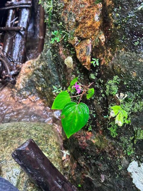 From Chiang Mai: Doi Saket Hiking Tour with Lunch - Who should book this Doi Saket hike?