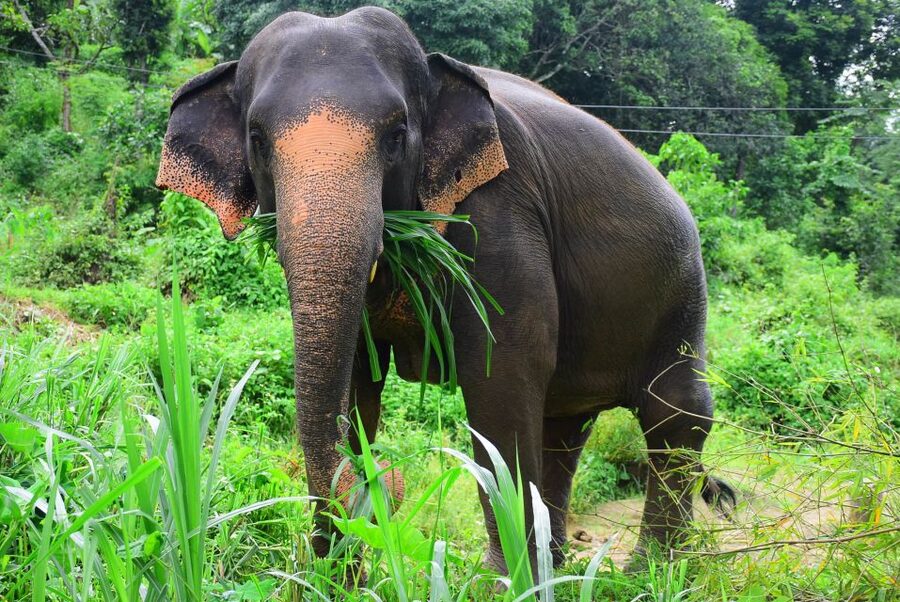 From Chiang Mai: Elephant Care Program and Nursery Tour - Five things to know before you book