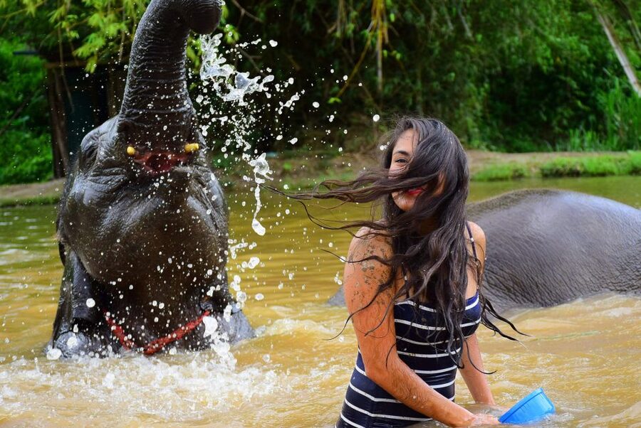 From Chiang Mai: Elephant Care Program and Nursery Tour - Walking with elephants who choose the route