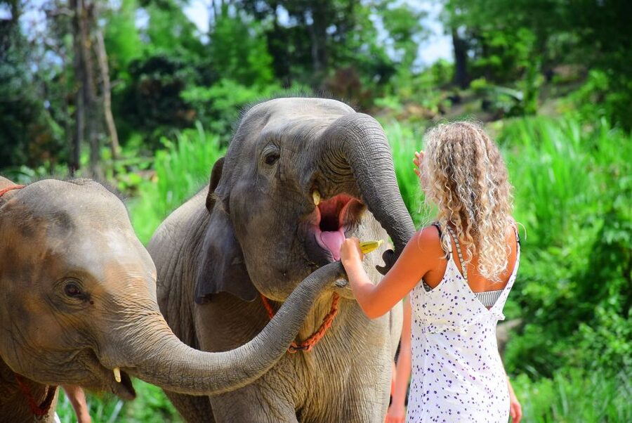 From Chiang Mai: Elephant Care Program and Nursery Tour - Thai buffet lunch after the mud