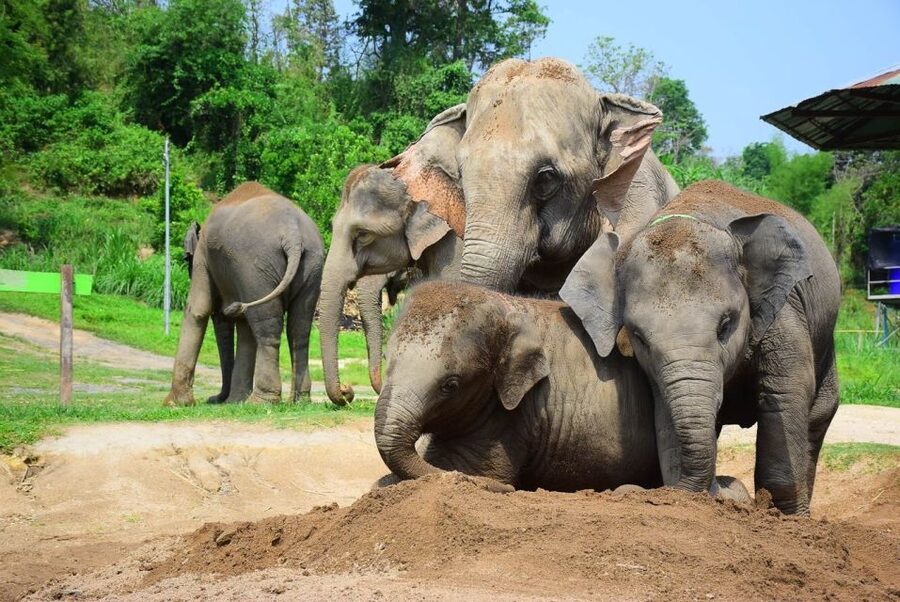 From Chiang Mai: Elephant Care Program and Nursery Tour - How ethical is the program?