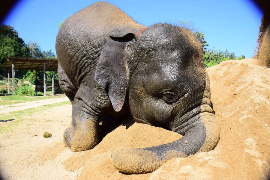 From Chiang Mai: Elephant Care Program and Nursery Tour - Changing into local clothes and meeting the elephants