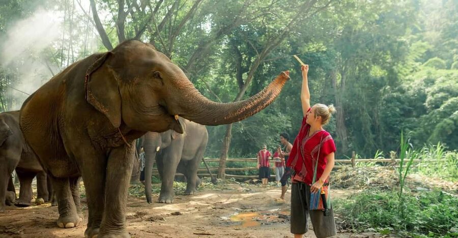 From Chiang Mai: Kerchor Eco Elephant Park Tour - Key points to know before booking
